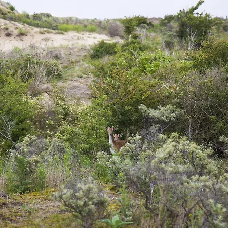 In Near The Noordwijk