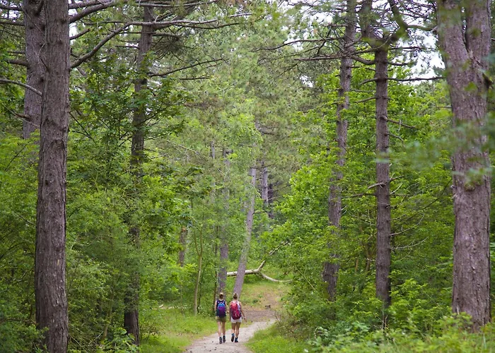 In Near The نوردفيك