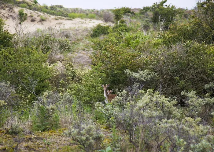 In Near The נורדוויק