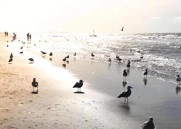 شاليه In Near The *